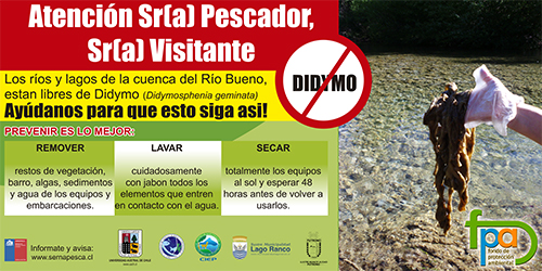 Prevención de Dydimo en cuenca del Río Bueno Afiche Dydimo